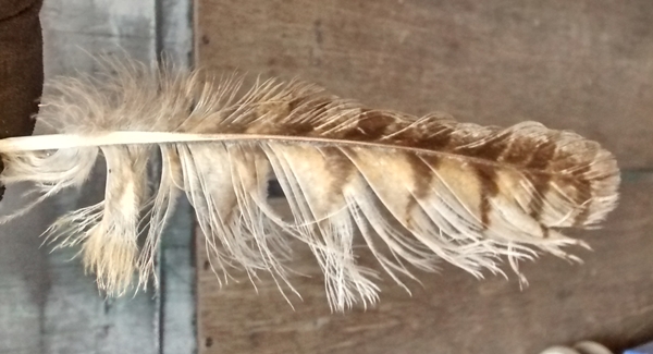 Feather From Roadrunner