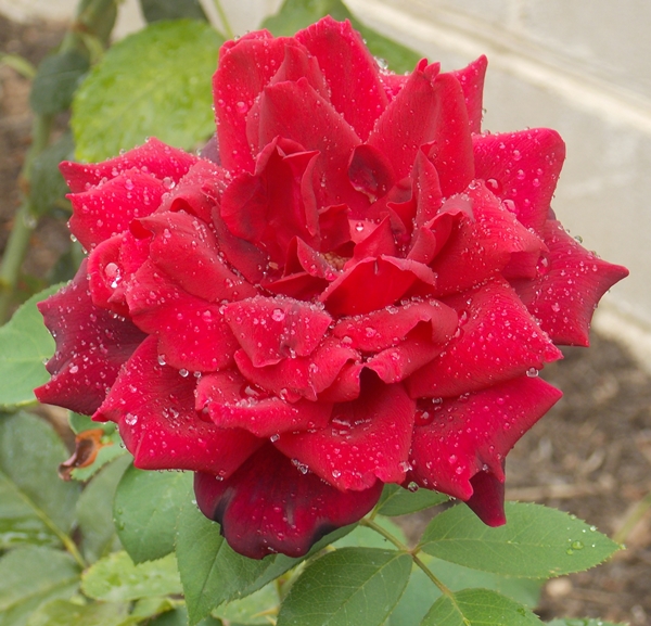 Close up wet rose